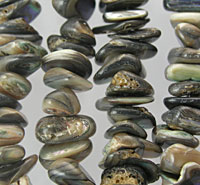 Abalone Shell Large Chips
