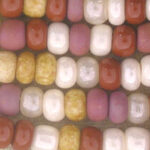 Close-up of multicolored seed beads in rows