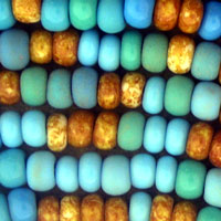 Close-up of multicolored turquoise and gold corn kernels