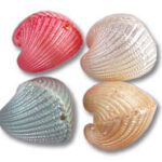 Four pastel-colored seashells arranged together